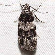 Pubitelphusa latifasciella