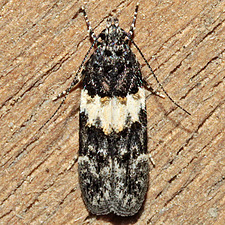 Pubitelphusa latifasciella