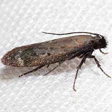 Gelechia albisparsella