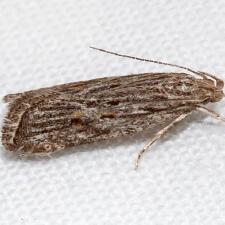 Helcystogramma chambersella