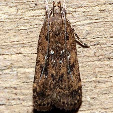 Helcystogramma melantherella