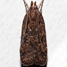 Helcystogramma melantherella