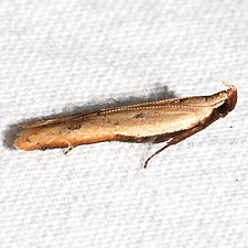 Mesophleps adustipennis