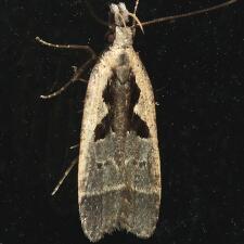 Dichomeris setosella