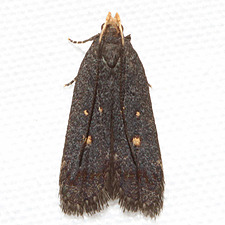 Dichomeris agonia