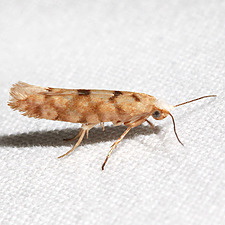 Argyresthia alternatella