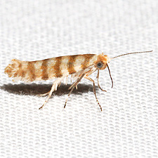 Argyresthia quadristrigella