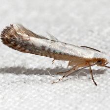 Argyresthia subreticulata