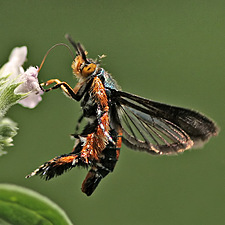 Eichlinia cucurbitae