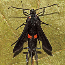 Sannina uroceriformis