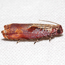 Episimus tyrius