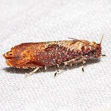 Episimus tyrius