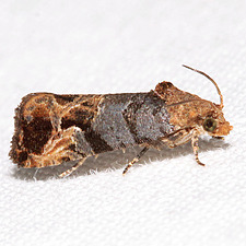 Paralobesia liriodendrana