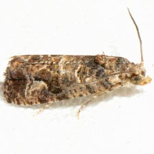 Paralobesia sambuci