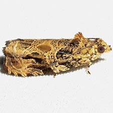 Olethreutes atrodentana