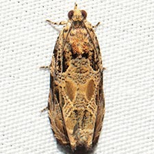 Olethreutes atrodentana