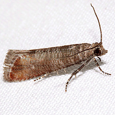 Rhyacionia busckana