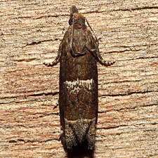 Eucosma parmatana