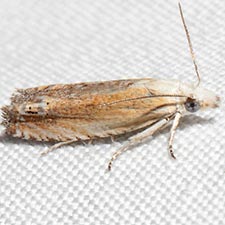 Eucosma kiscana