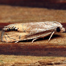 Eucosma circulana