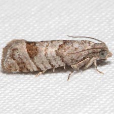 Eucosma gomonana