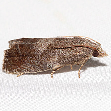 Eucosma sombreana