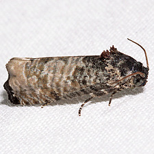 Epiblema obfuscana