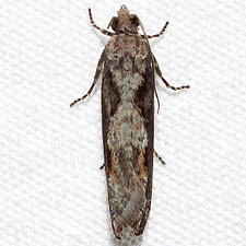 Epinotia vertumnana