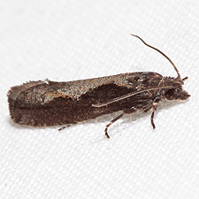 Epinotia vertumnana