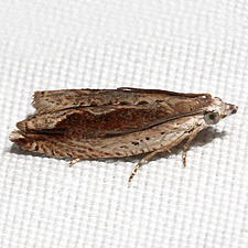 Ancylis diminuatana