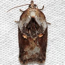 Acleris robinsoniana