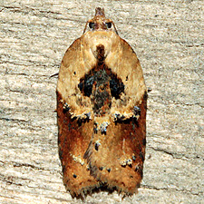 Acleris robinsoniana