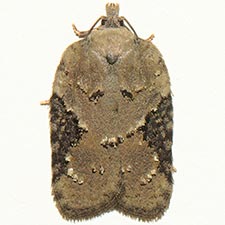 Acleris chalybeana