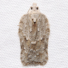 Acleris placidana