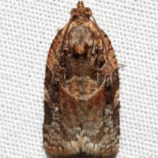 Argyrotaenia velutinana