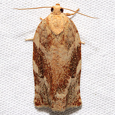 Archips semiferanus