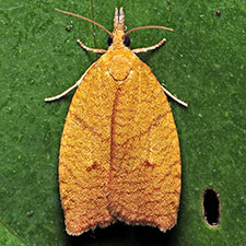 Cenopis chambersana