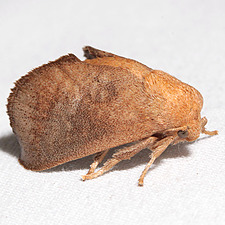 Isa textula