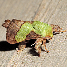 Parasa chloris