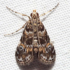 Elophila obliteralis