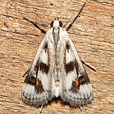 Parapoynx maculalis