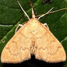 Anania extricalis