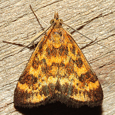 Pyrausta subsequalis