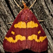 Pyrausta tyralis