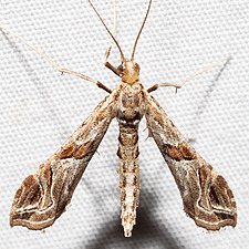 Lineodes interrupta