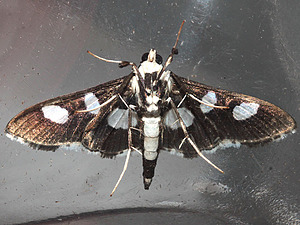 Desmia funeralis