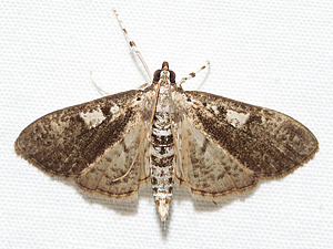 Palpita freemanalis