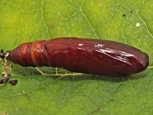 Patania silicalis