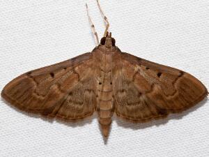 Herpetogramma bipunctalis