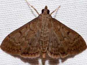 Herpetogramma phaeopteralis